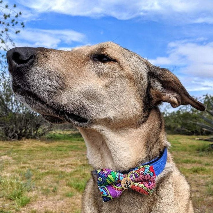 Zee dog bow discount tie