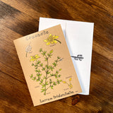 Sonoran Desert Notecards by Aall Forms of Life